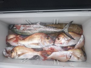 タイラバ！！！ - [1/2]