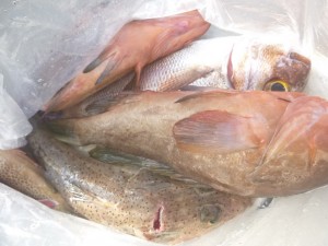 タイラバ！！！ - [2/3]