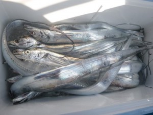 太刀魚！！！ - [2/4]