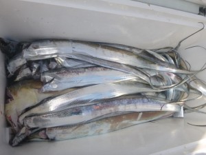 太刀魚！！！ - [3/4]