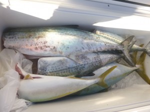 青物！！！ - [1/3]