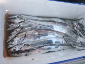 太刀魚！！！ - [6/10]