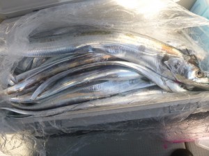 太刀魚！！！ - [7/10]