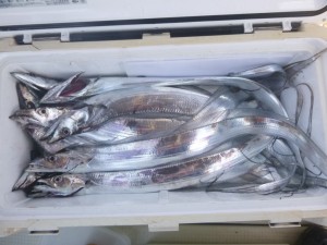 太刀魚！！！ - [8/10]