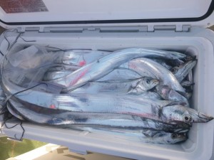 太刀魚！！！ - [9/10]