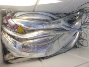 太刀魚！！！ - [10/10]