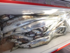 太刀魚！！！ - [5/9]