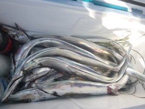 太刀魚！！！ - [6/9]