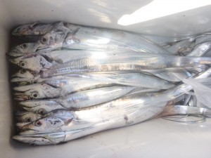 太刀魚！！！ - [7/9]