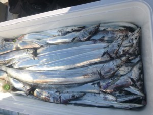 太刀魚！！！ - [8/9]