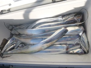 太刀魚！！！ - [9/9]