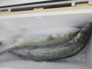 青物！！！ - [3/3]