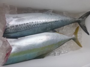 青物！！！ - [1/2]