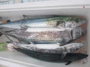 青物！！！ - [2/2]