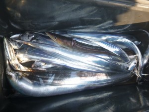 太刀魚！！！ - [1/4]