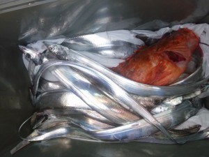 太刀魚！！！ - [3/4]