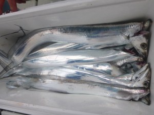 太刀魚！！！ - [1/2]