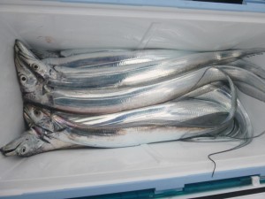 太刀魚！！！ - [2/2]