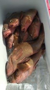 アコラバ！！！ - [1/2]