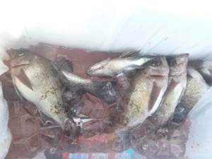 メバル！！！ - [3/5]