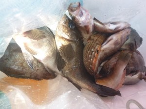 メバル！！！ - [4/5]