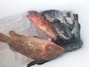 メバル！！！ - [1/3]