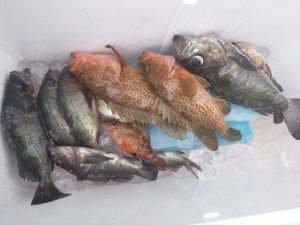 メバル！！！ - [2/3]